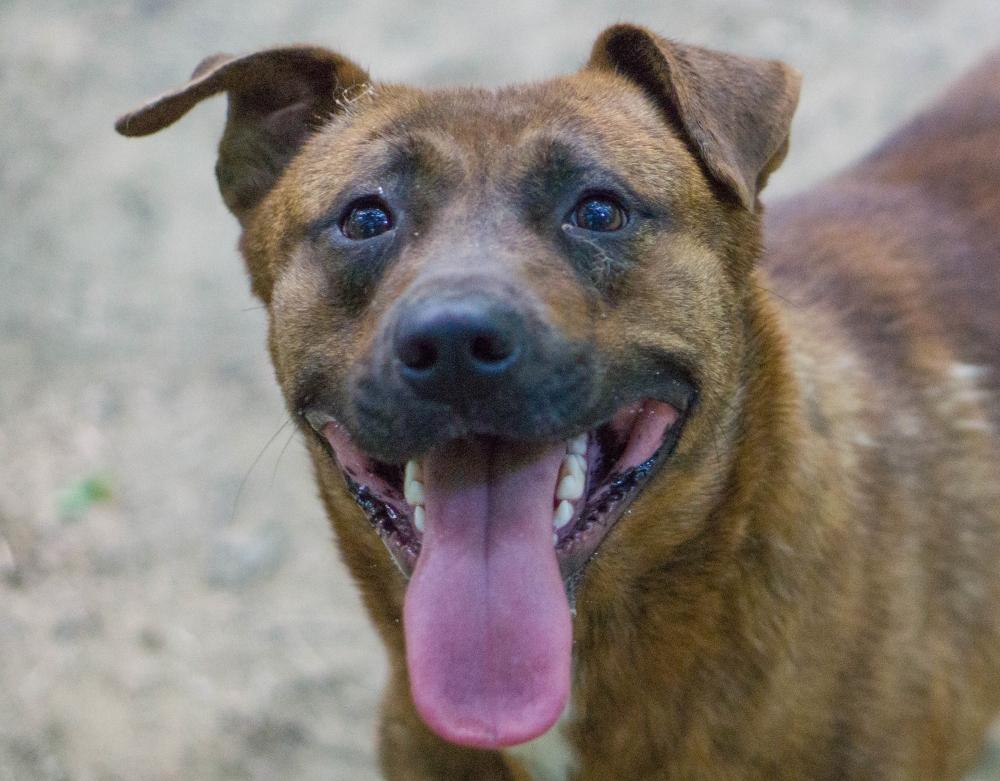Enlarge Taylor, a Adoptable mixed breed in Reidsville, NC image 1/6