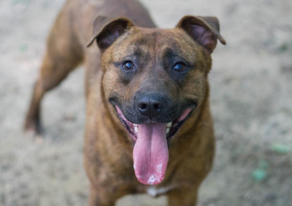 Enlarge Taylor, a Adoptable mixed breed in Reidsville, NC image 3/6