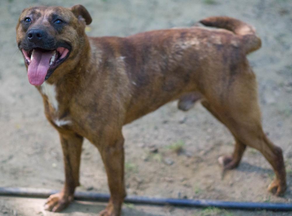 Enlarge Taylor, a Adoptable mixed breed in Reidsville, NC image 4/6