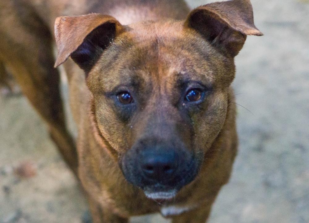 Enlarge Taylor, a Adoptable mixed breed in Reidsville, NC image 5/6