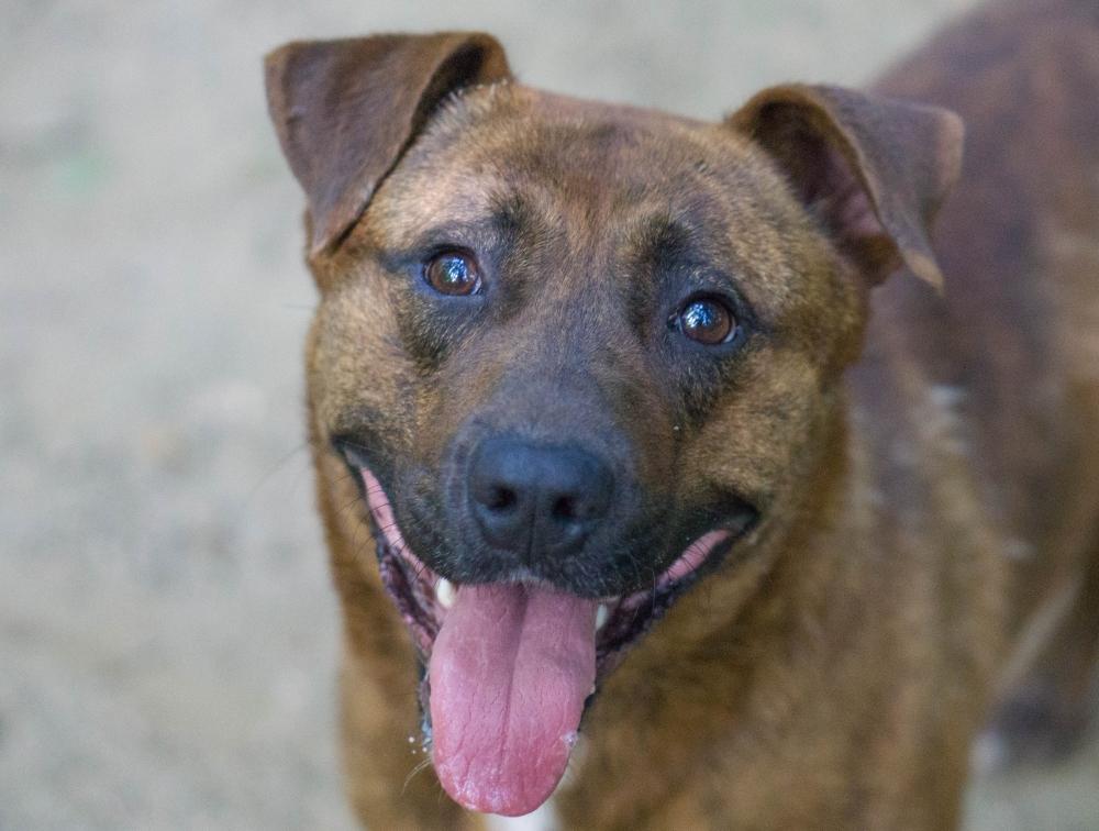 Taylor, Adult Male Hound