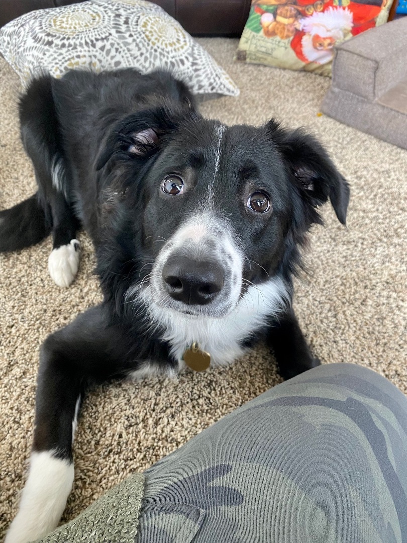 Laddie, Adopted, Puppy Male Border Collie & English Shepherd.