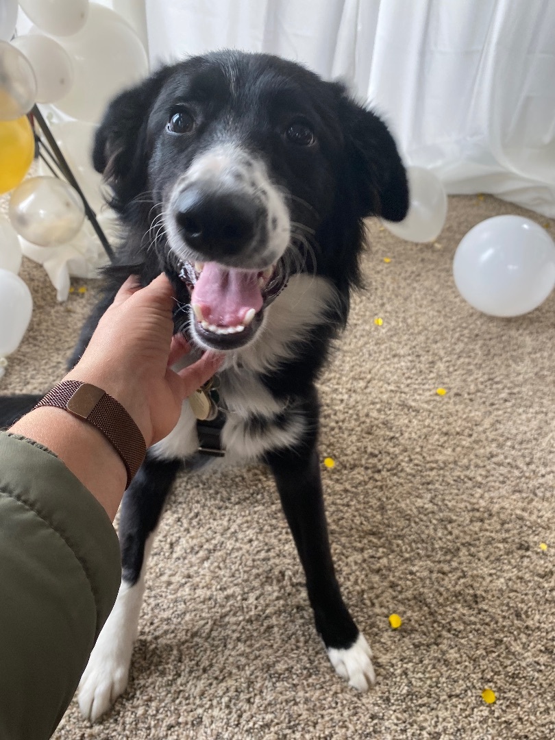 Enlarge Laddie, a Adopted mixed breed in Armada, MI image 2/10