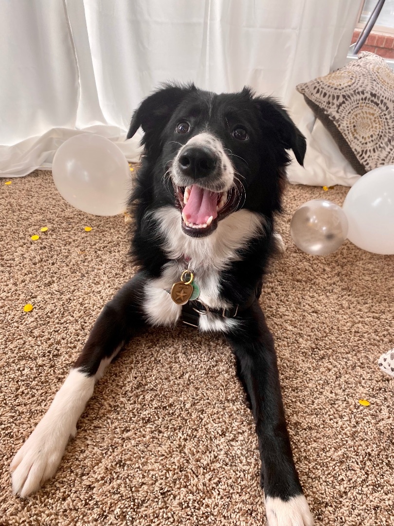 Enlarge Laddie, a Adopted mixed breed in Armada, MI image 3/10