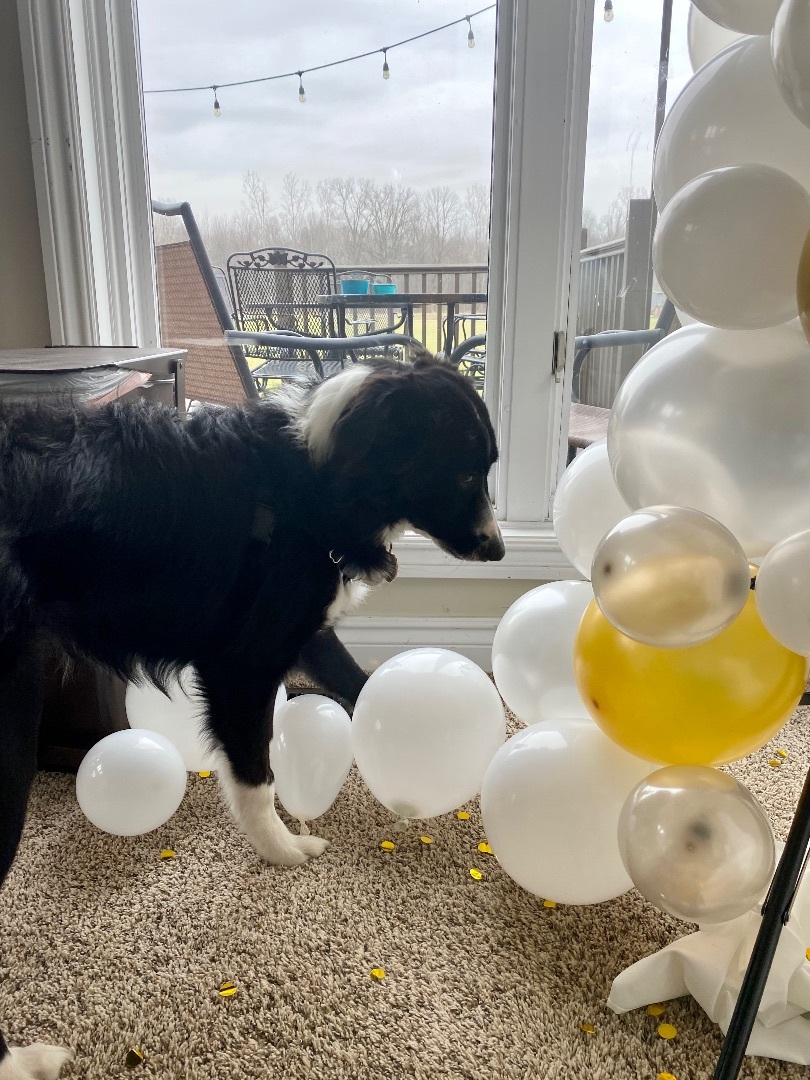 Enlarge Laddie, a Adopted mixed breed in Armada, MI image 4/10