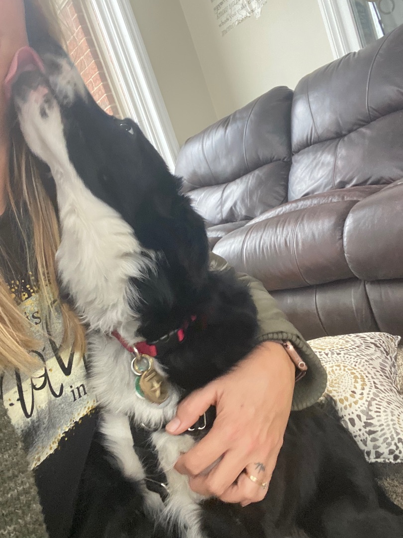 Enlarge Laddie, a Adopted mixed breed in Armada, MI image 5/10