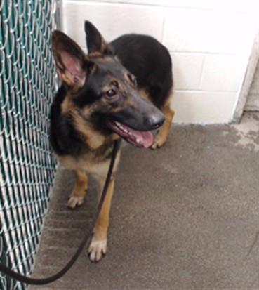 BELLA, Adoptable, Young Female Belgian Shepherd / Malinois & German Shepherd Dog.