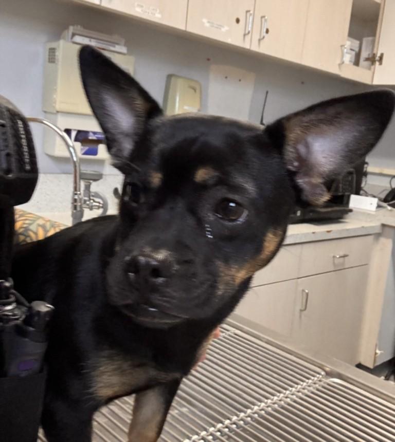 A209830, Adoptable, Young Male Chihuahua & Mixed Breed.