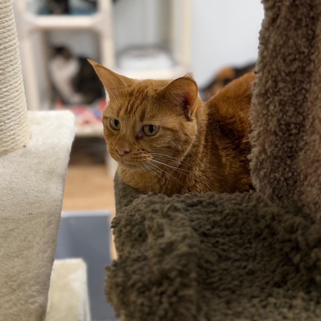 Arlene, Adoptable, Adult Female Domestic Short Hair.