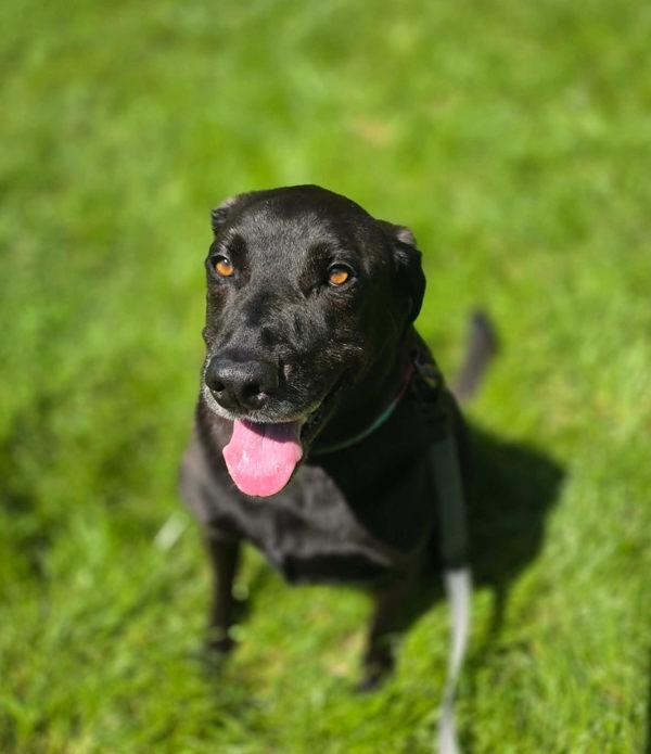 Kenya, Adoptable, Adult Female Pit Bull Terrier.