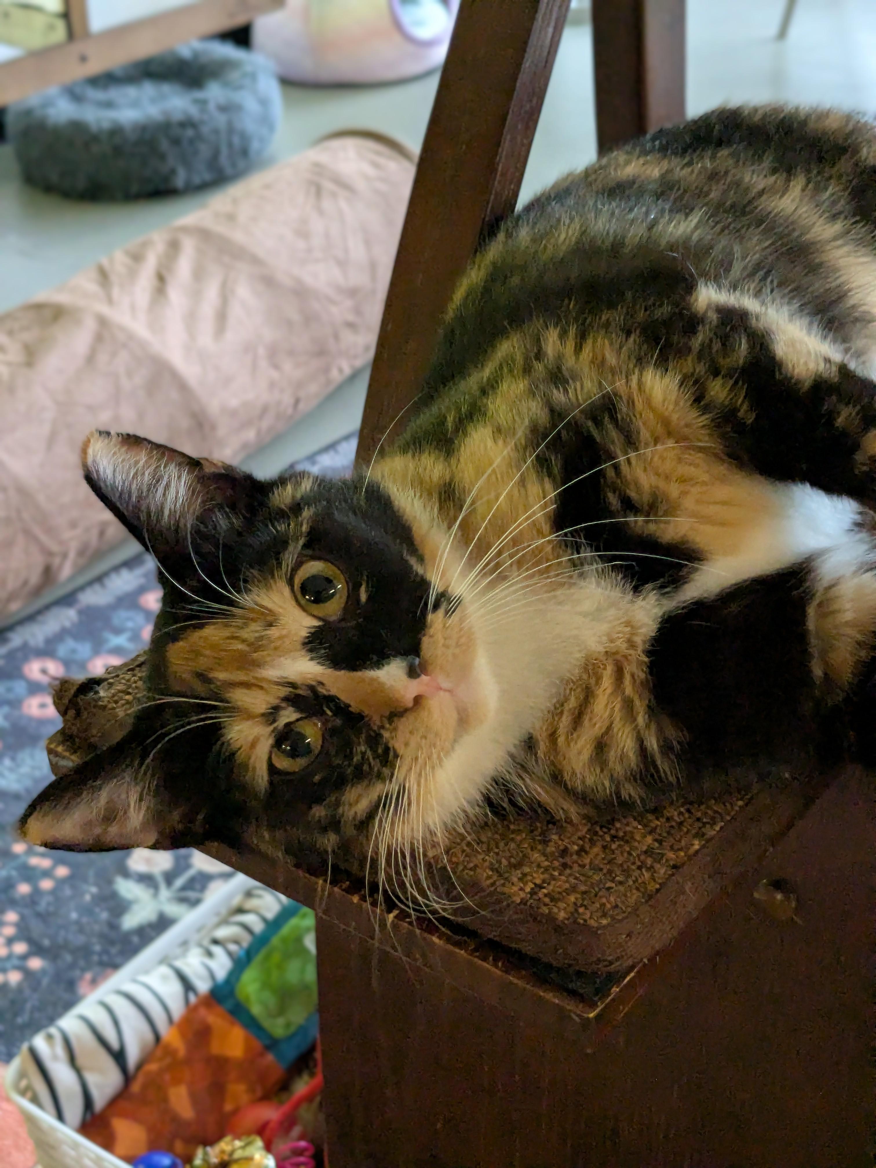 Enlarge Venia, a Adopted Domestic Short Hair in Burlington, VT image 1/6