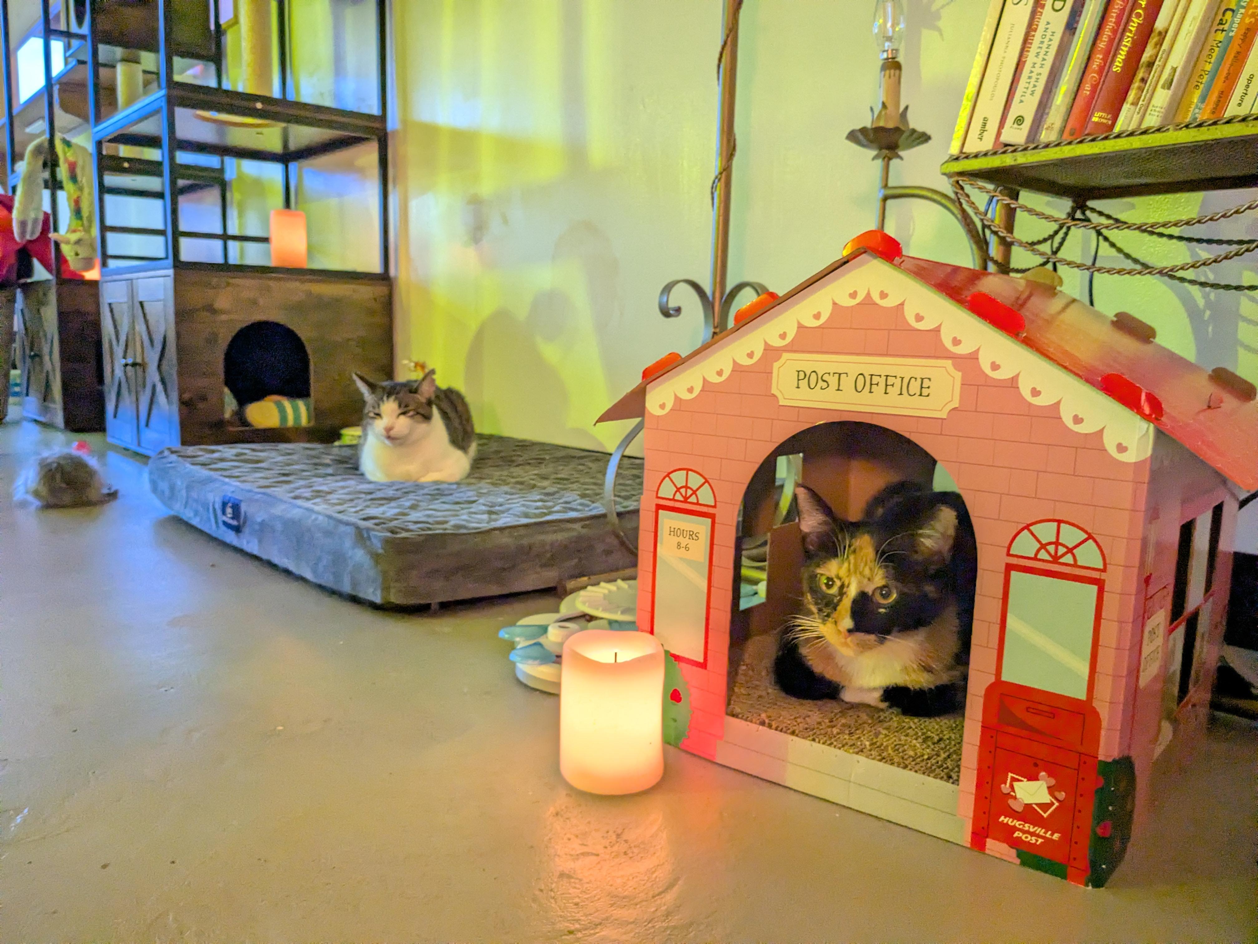 Enlarge Venia, a Adopted Domestic Short Hair in Burlington, VT image 2/6