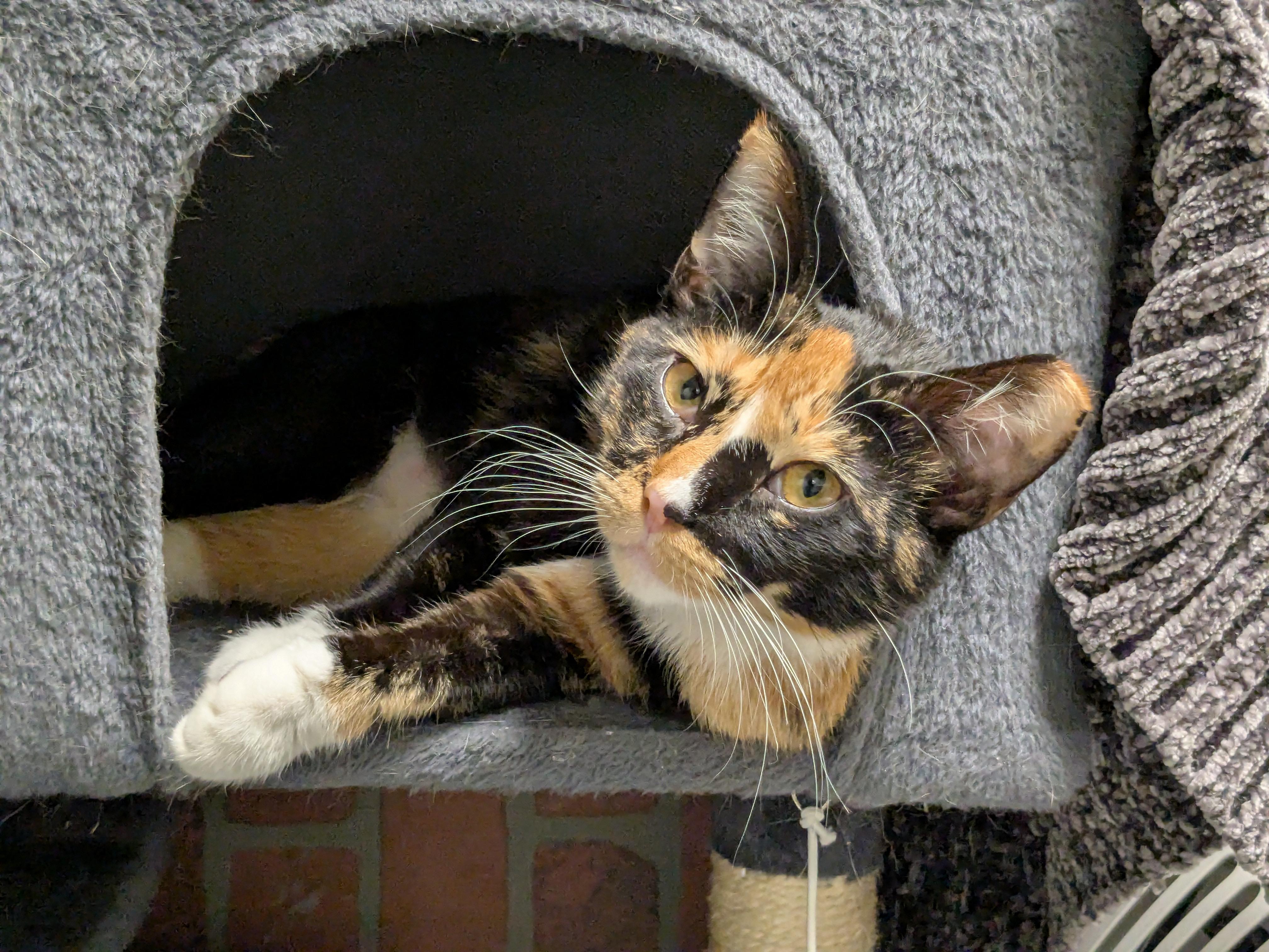 Enlarge Venia, a Adopted Domestic Short Hair in Burlington, VT image 3/6