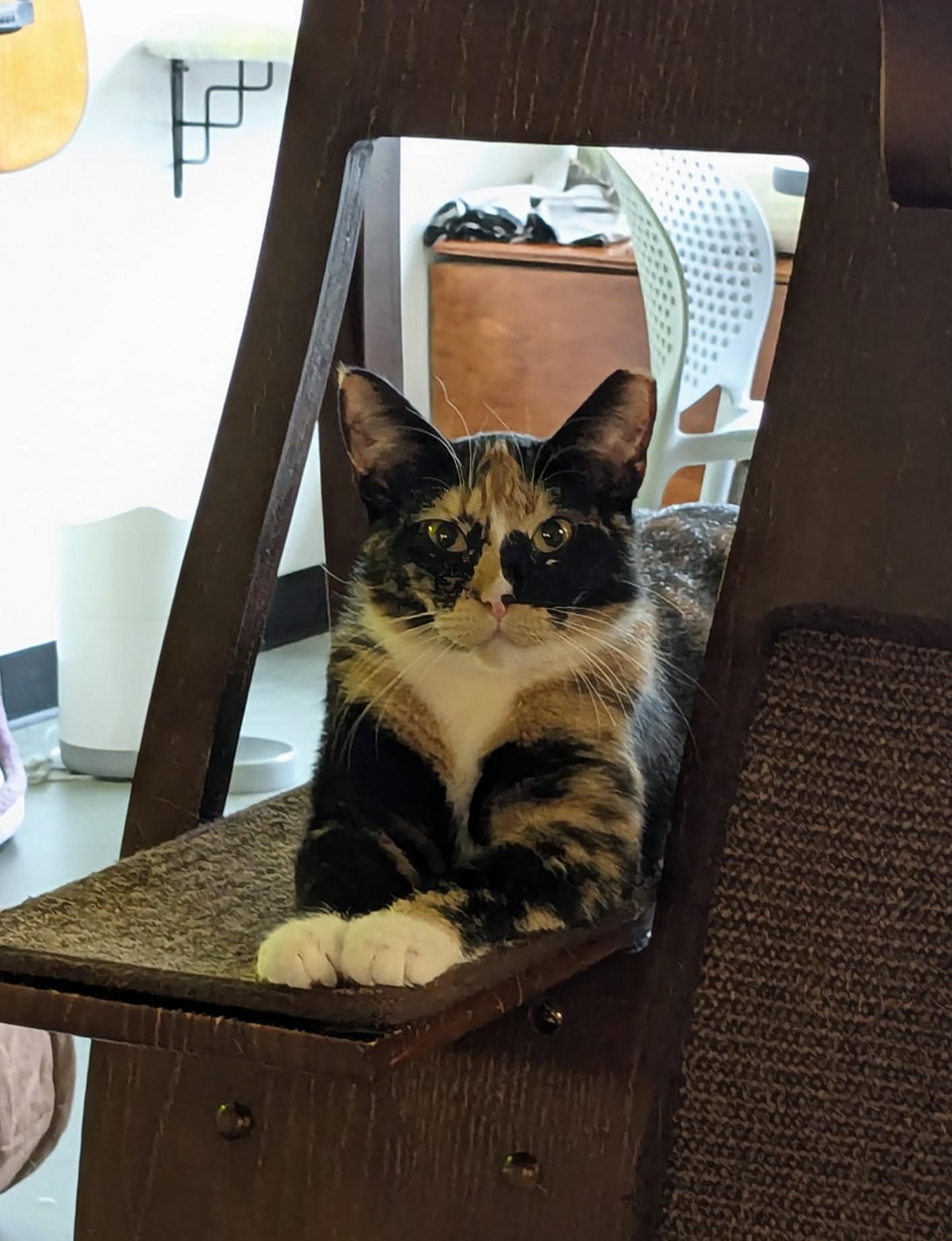 Enlarge Venia, a Adopted Domestic Short Hair in Burlington, VT image 4/6