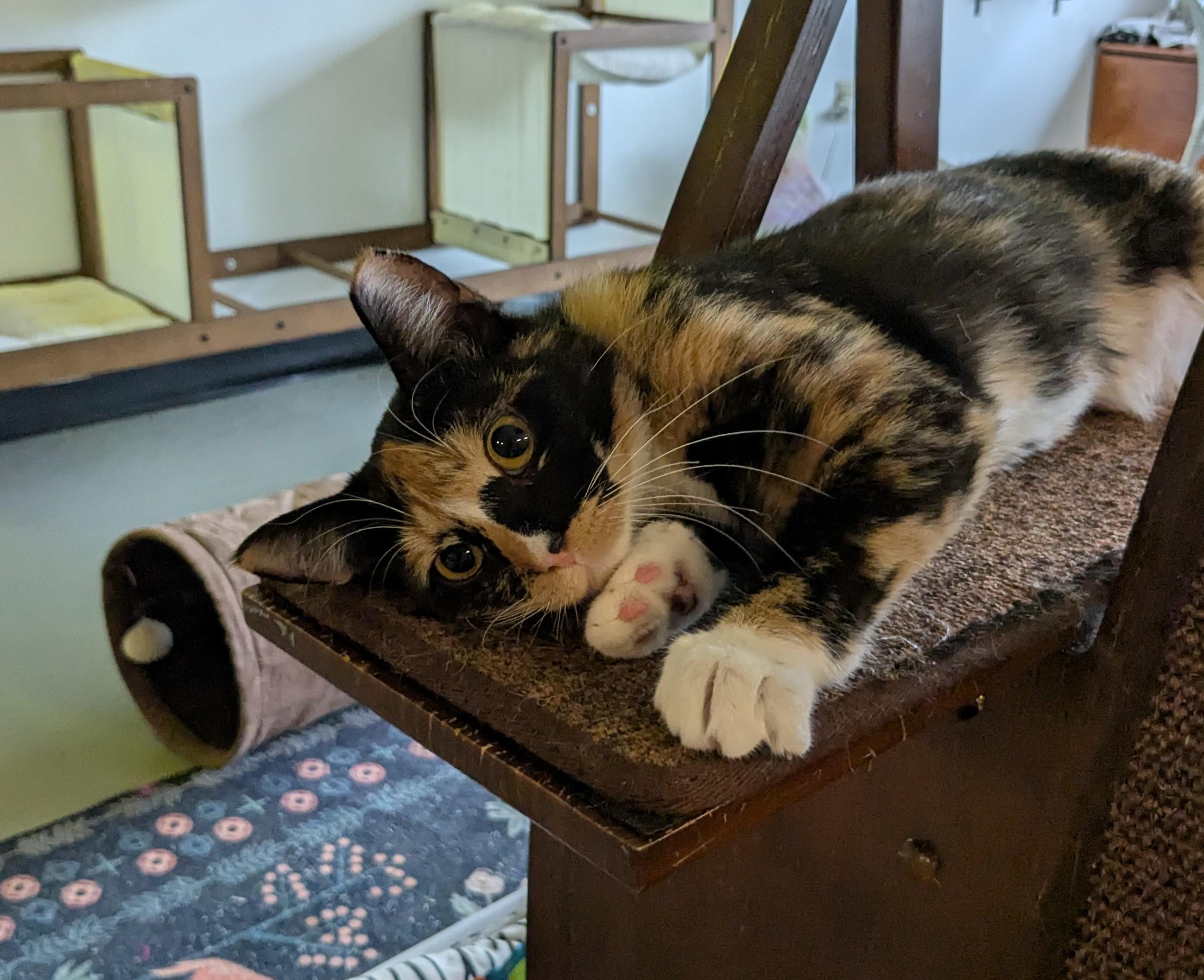 Enlarge Venia, a Adopted Domestic Short Hair in Burlington, VT image 5/6