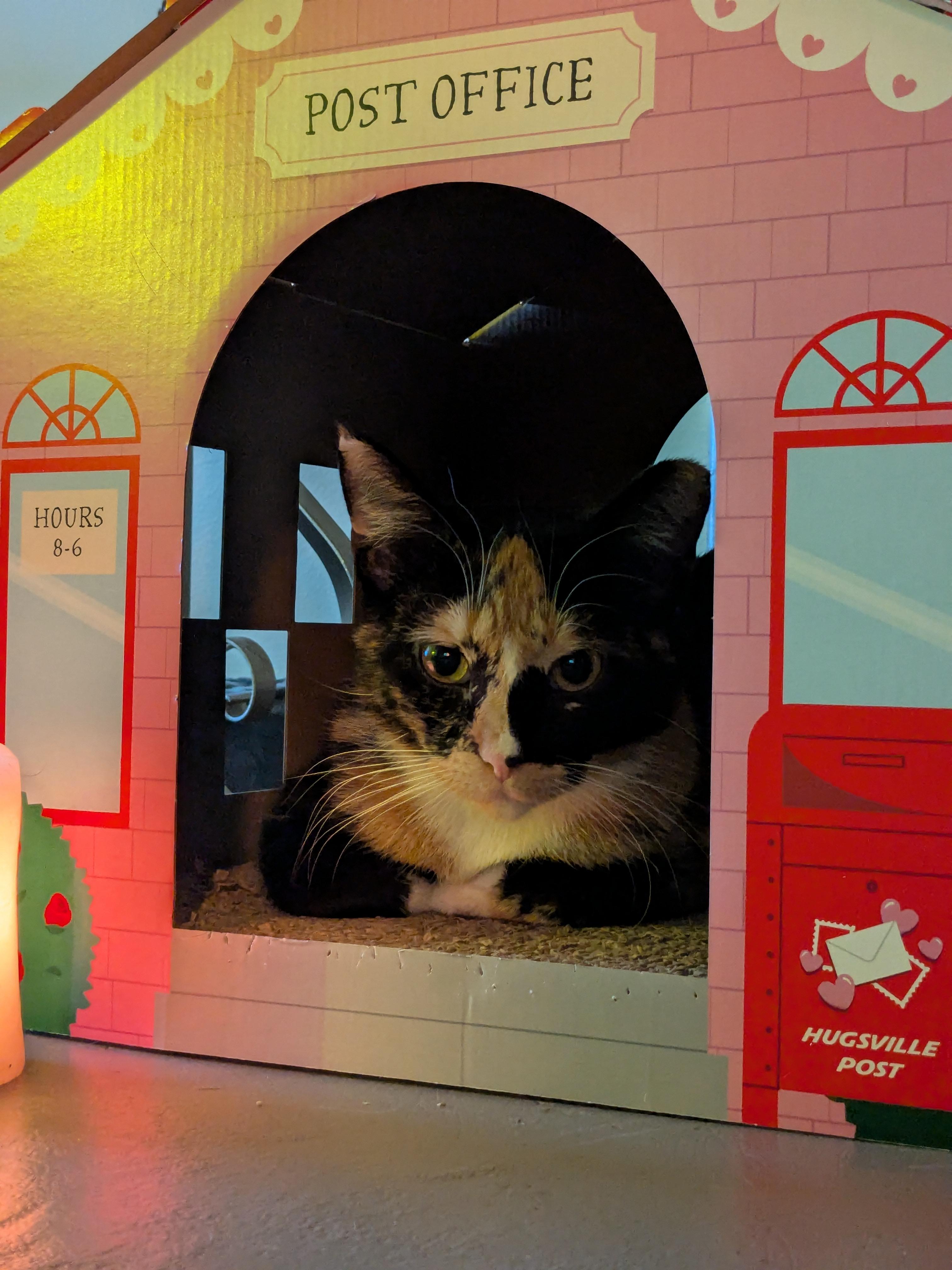 Enlarge Venia, a Adopted Domestic Short Hair in Burlington, VT image 6/6