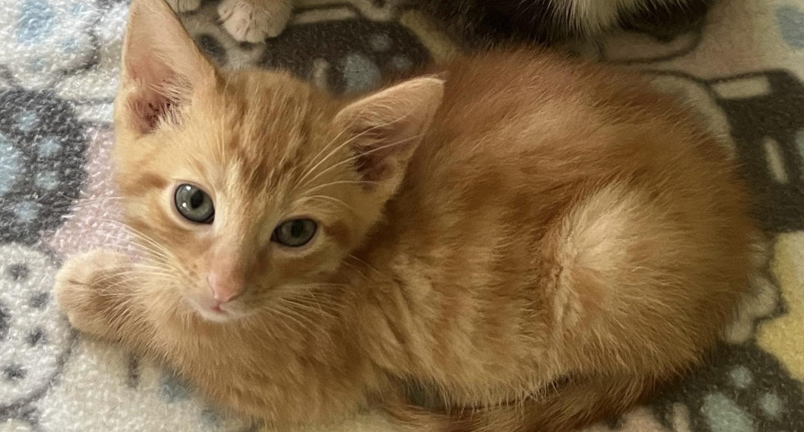 Nicky, Adoptable, Kitten Male Domestic Short Hair.