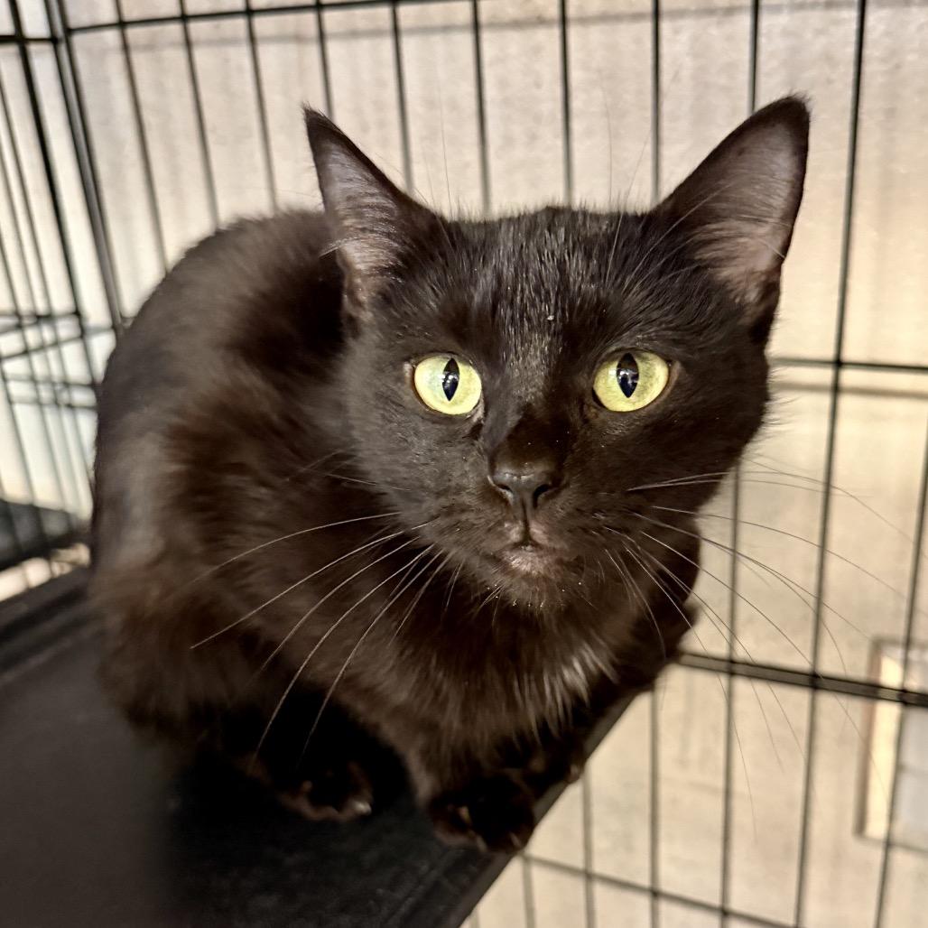 Enlarge Violet, a Adoptable Domestic Short Hair in Middleburg Heights , OH image 1/5