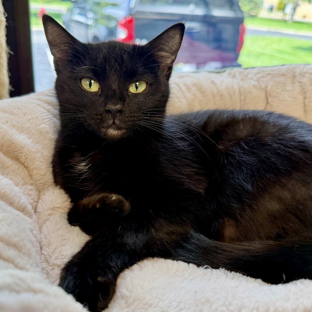 Enlarge Violet, a Adoptable Domestic Short Hair in Middleburg Heights , OH image 2/5