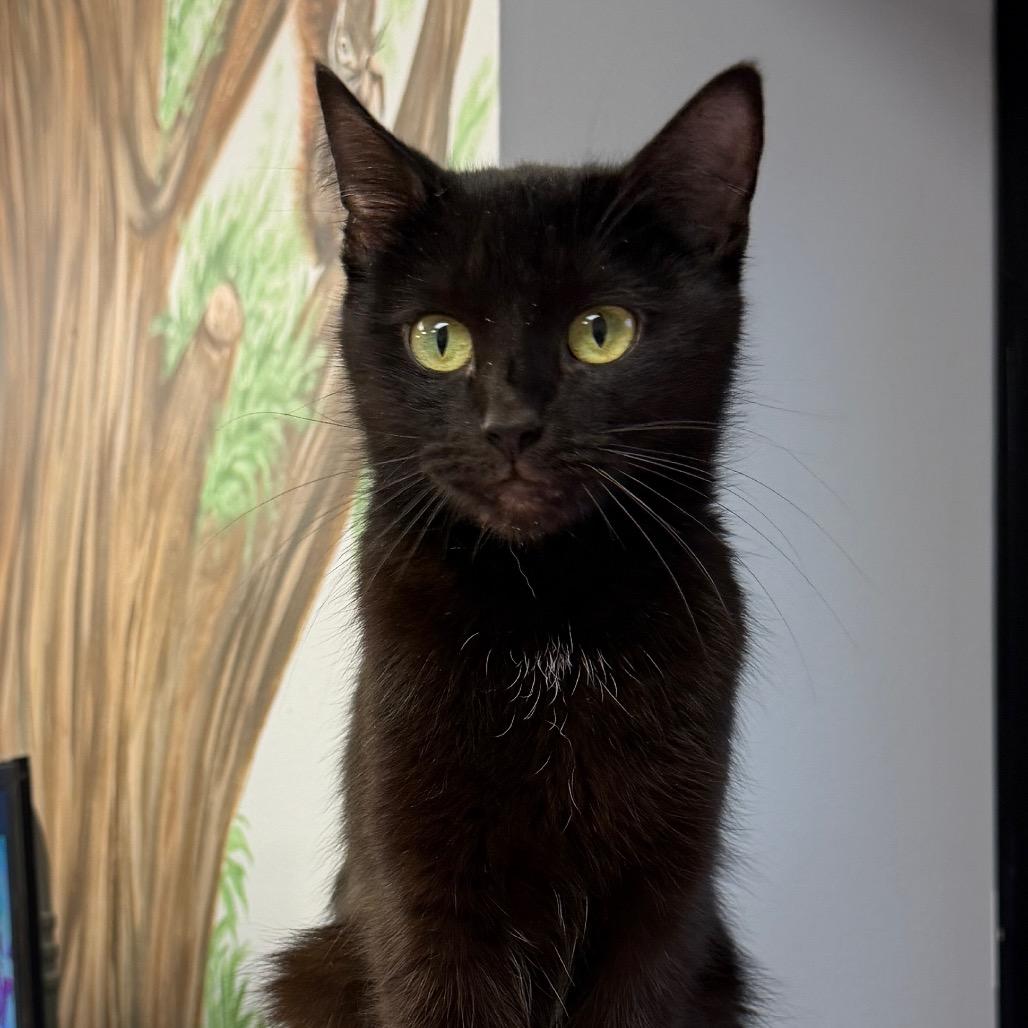 Enlarge Violet, a Adoptable Domestic Short Hair in Middleburg Heights , OH image 3/5
