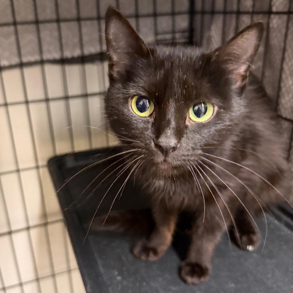 Violet, Adoptable, Young Female Domestic Short Hair.