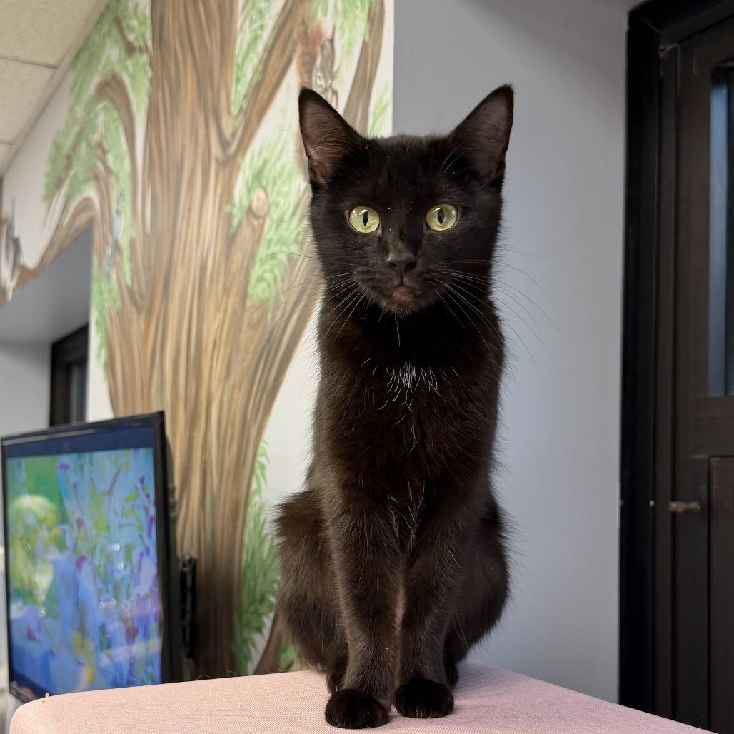 Enlarge Violet, a Adoptable Domestic Short Hair in Middleburg Heights , OH image 5/5