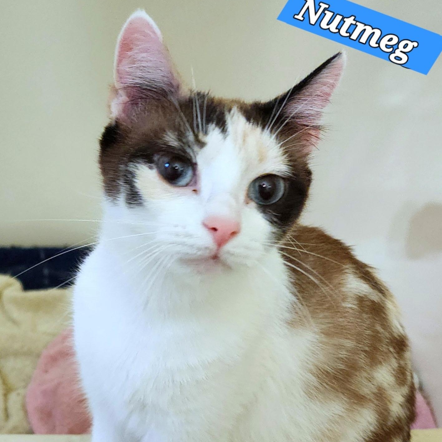 Nutmeg, Young Female unknown