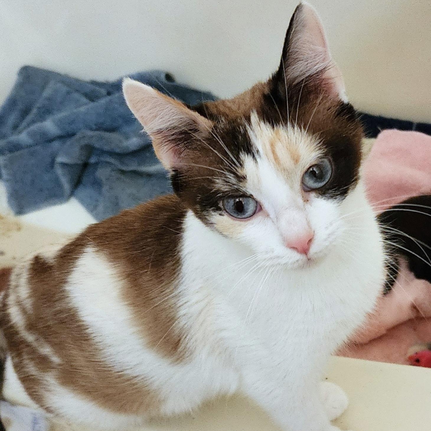 Nutmeg photo 2