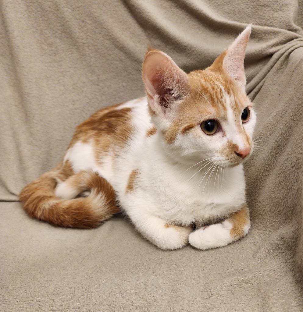 Enlarge David, a Adoptable mixed breed in Superior, WI image 1/1
