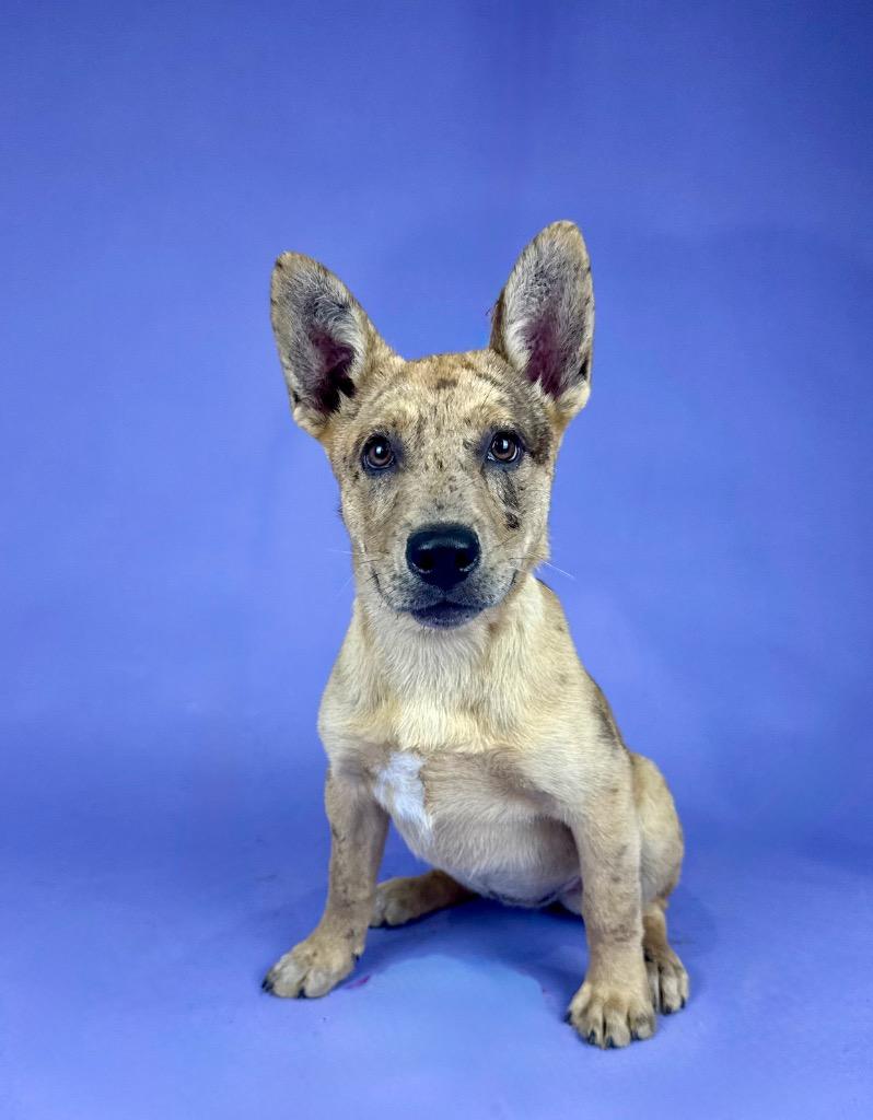 Enlarge Banksy, a Adoptable mixed breed in Brattleboro, VT image 2/3