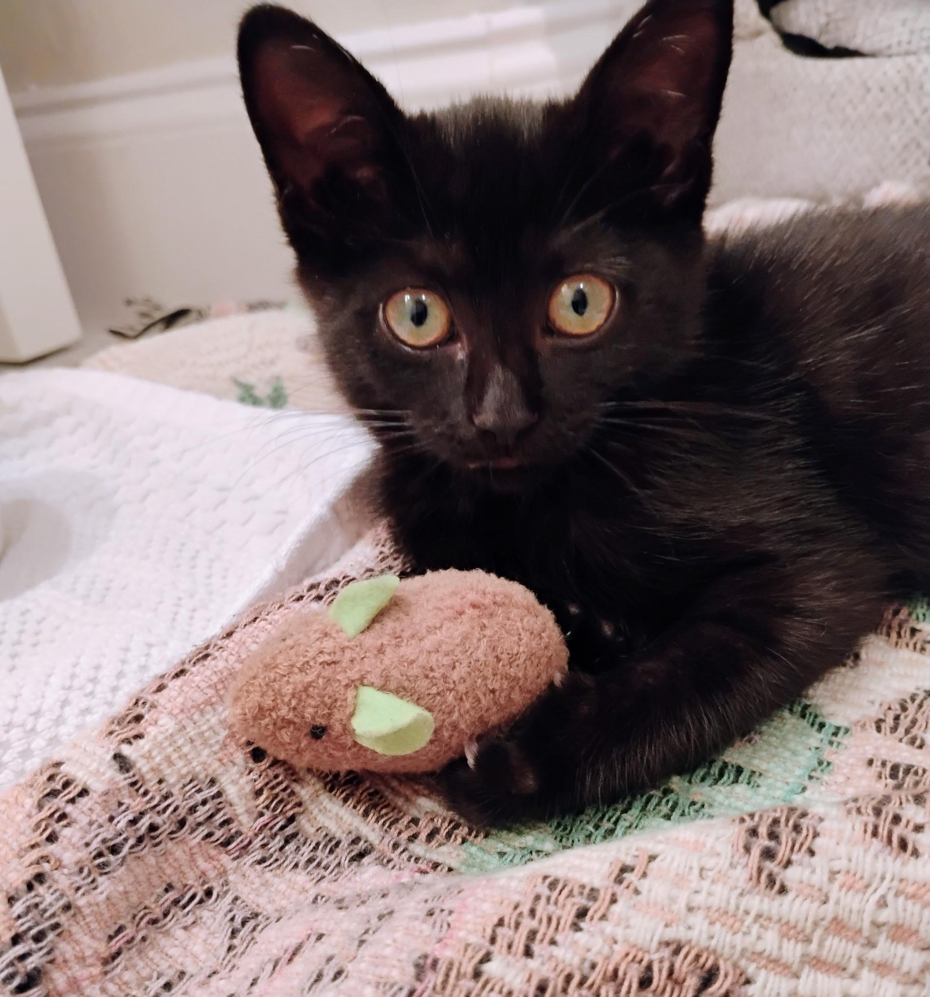 Enlarge Jelly Bean, a Adopted Domestic Short Hair in St Petersburg, FL image 1/6