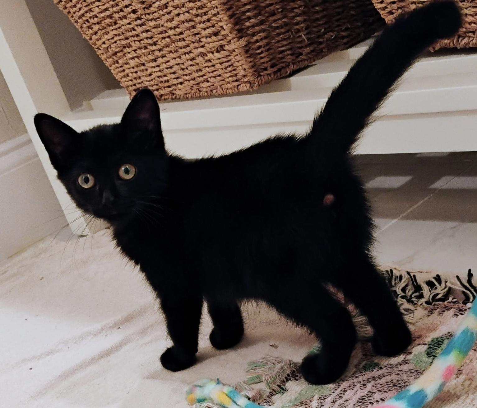 Enlarge Jelly Bean, a Adopted Domestic Short Hair in St Petersburg, FL image 3/6