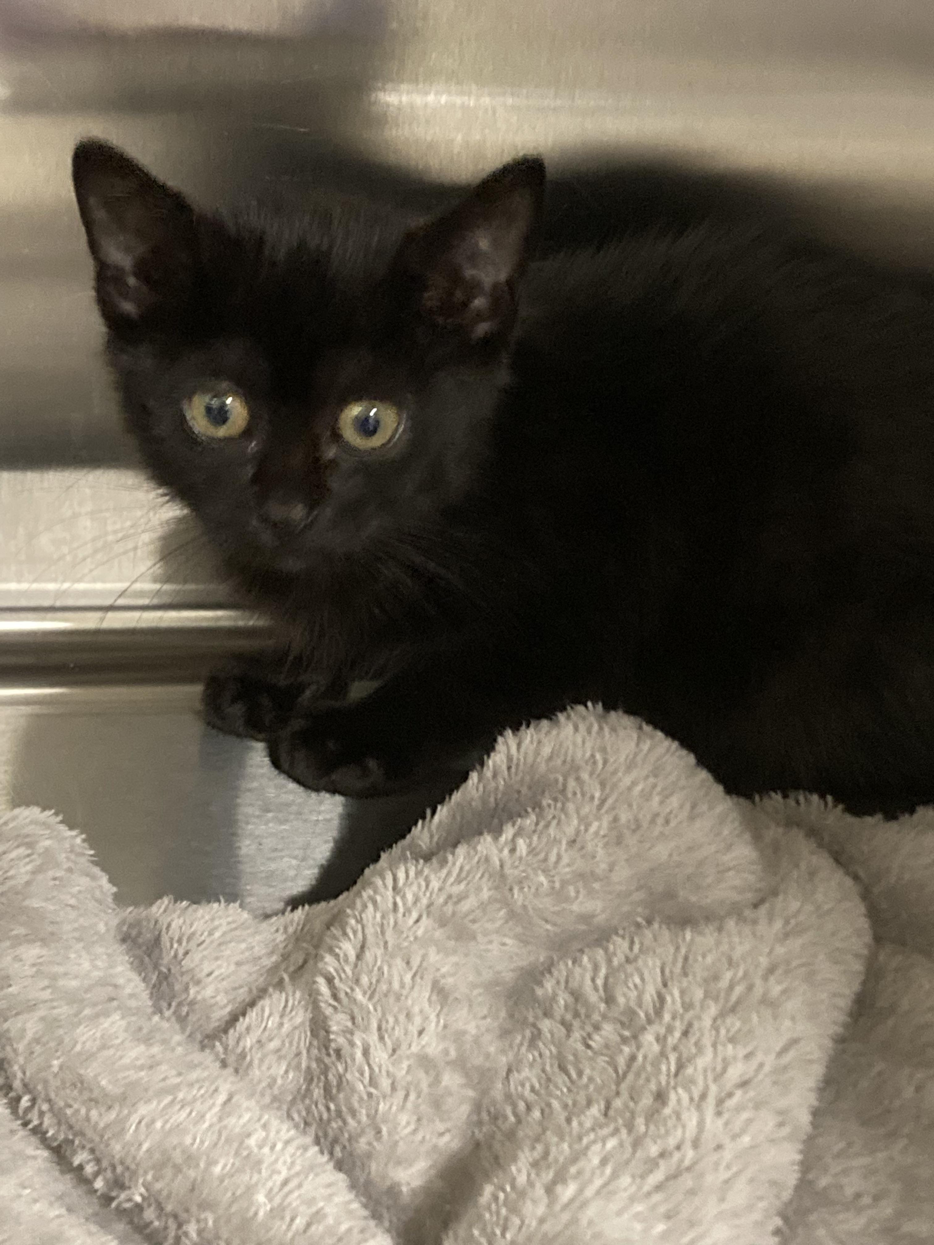 Enlarge Jelly Bean, a Adopted Domestic Short Hair in St Petersburg, FL image 5/6