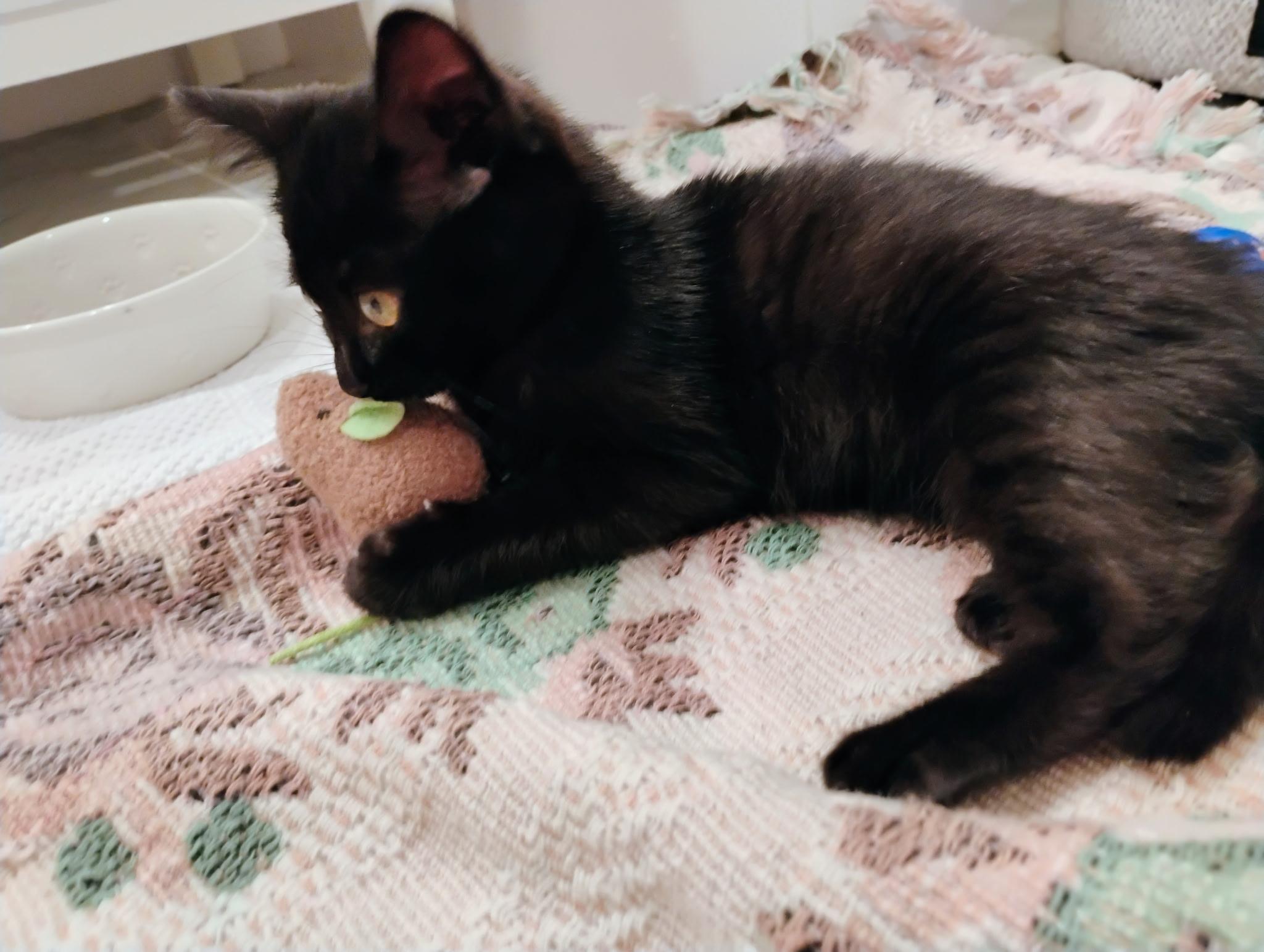 Enlarge Jelly Bean, a Adopted Domestic Short Hair in St Petersburg, FL image 6/6