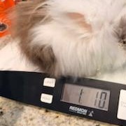 Enlarge Labubu, a Adoptable Angora Rabbit in Haltom City, TX image 5/5