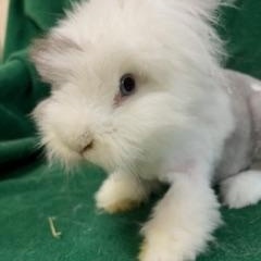 Labubu, Adoptable, Adult Female Angora Rabbit.