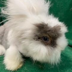 Enlarge Labubu, a Adoptable Angora Rabbit in Haltom City, TX image 2/5