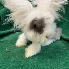 Enlarge Labubu, a Adoptable Angora Rabbit in Haltom City, TX image 4/5