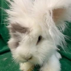 Enlarge Labubu, a Adoptable Angora Rabbit in Haltom City, TX image 3/5