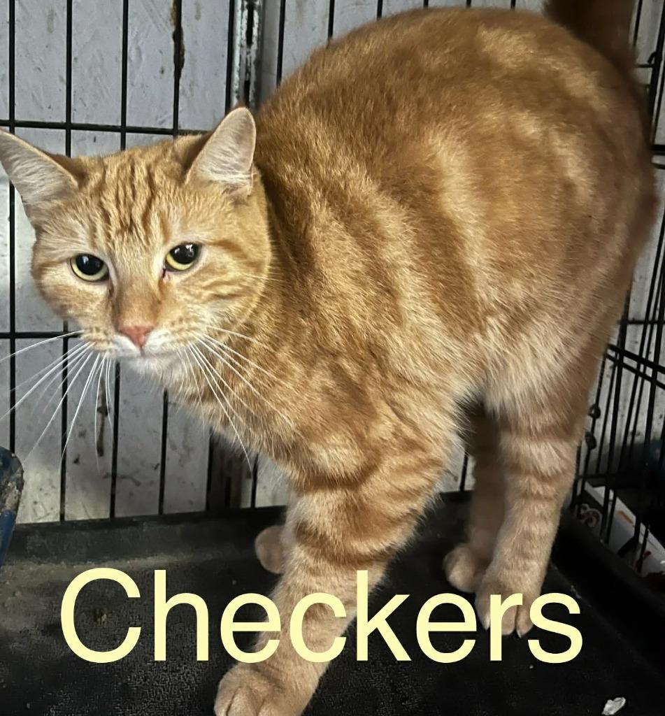 Checkers, Adoptable, Young Male Domestic Short Hair.