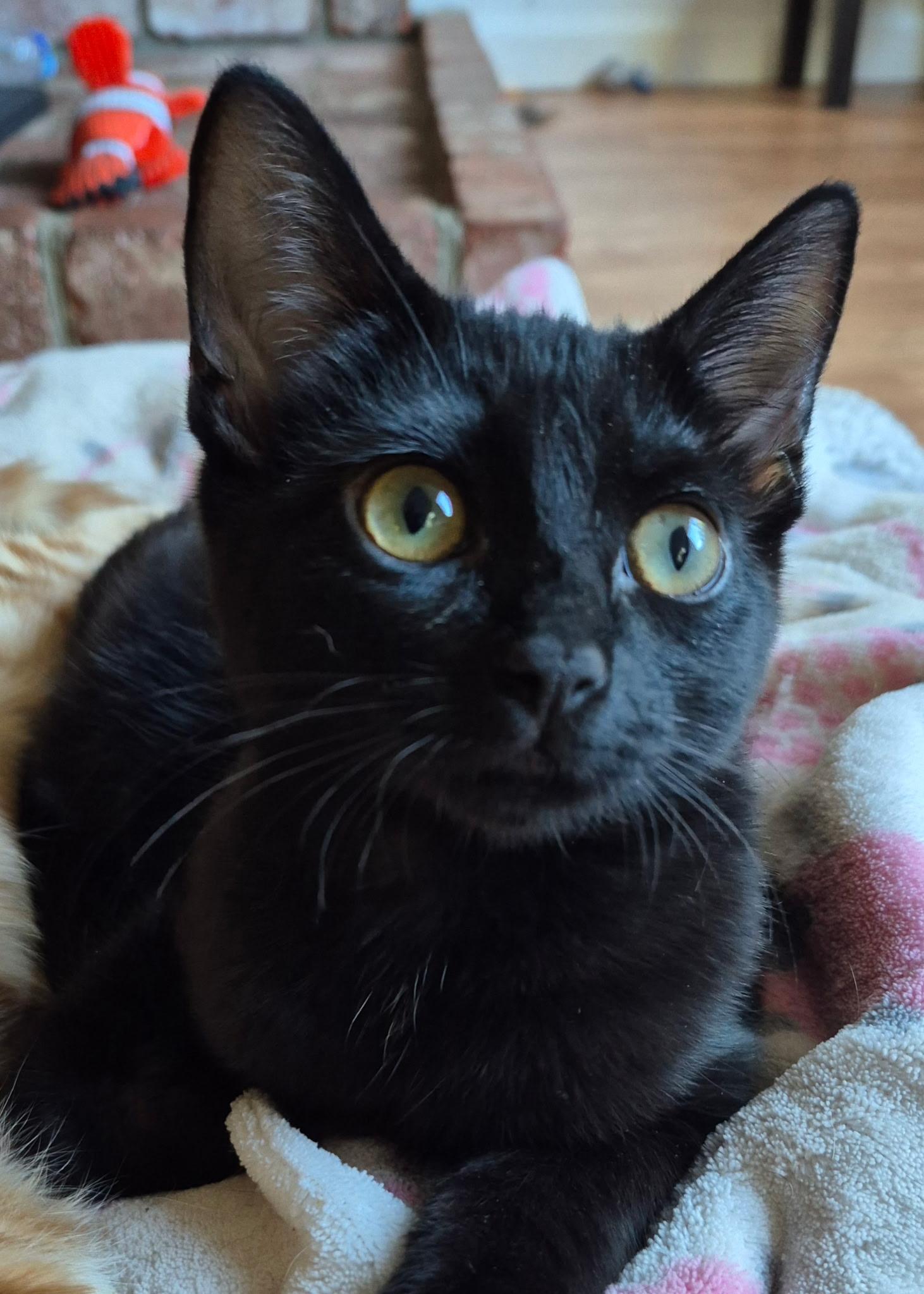 Enlarge Abigail 0125, a Adoptable Domestic Short Hair in Sonora, CA image 1/1