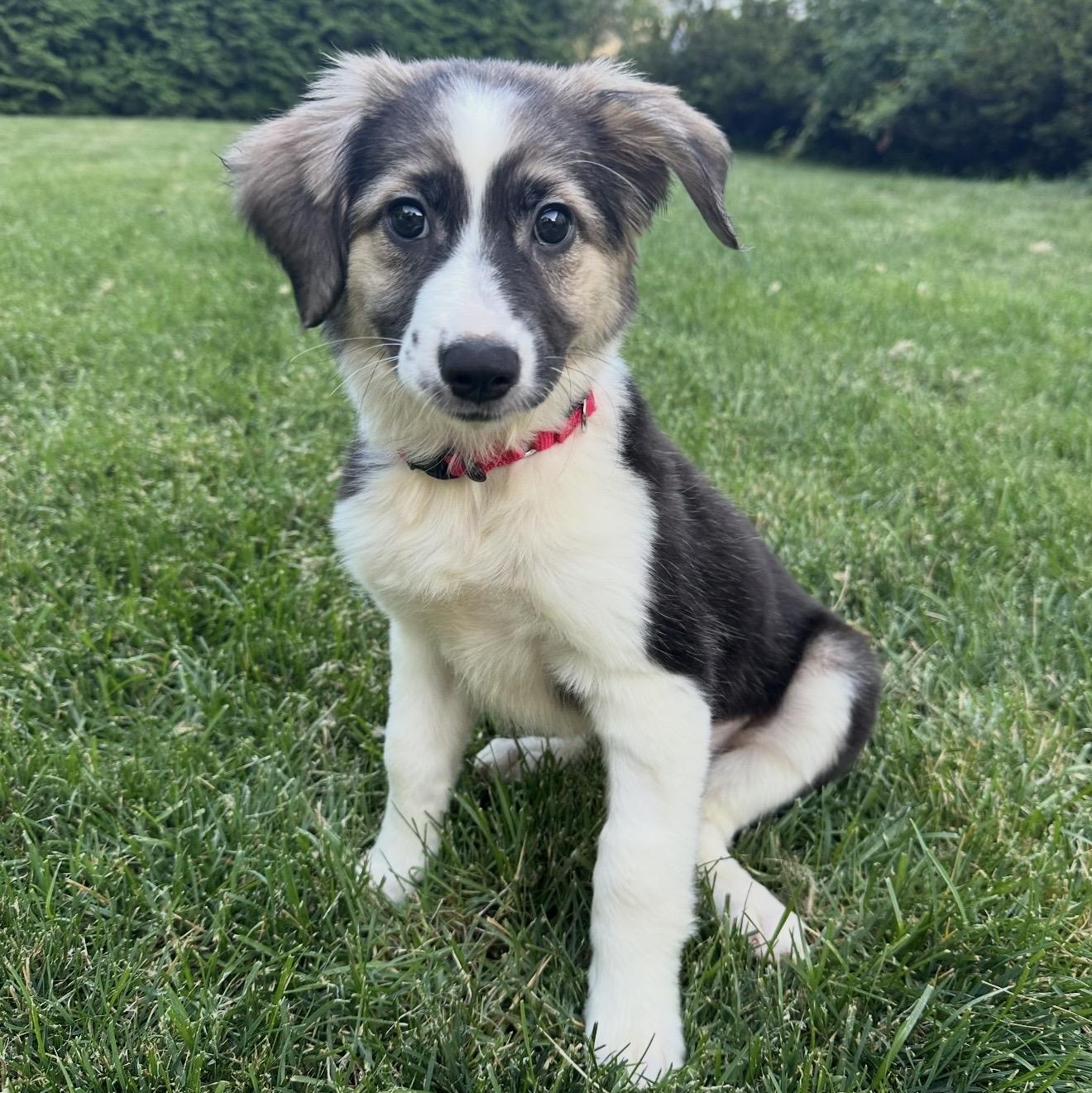 Enlarge Cove, an adopted mixed breed in Pelham, NH image 1/6