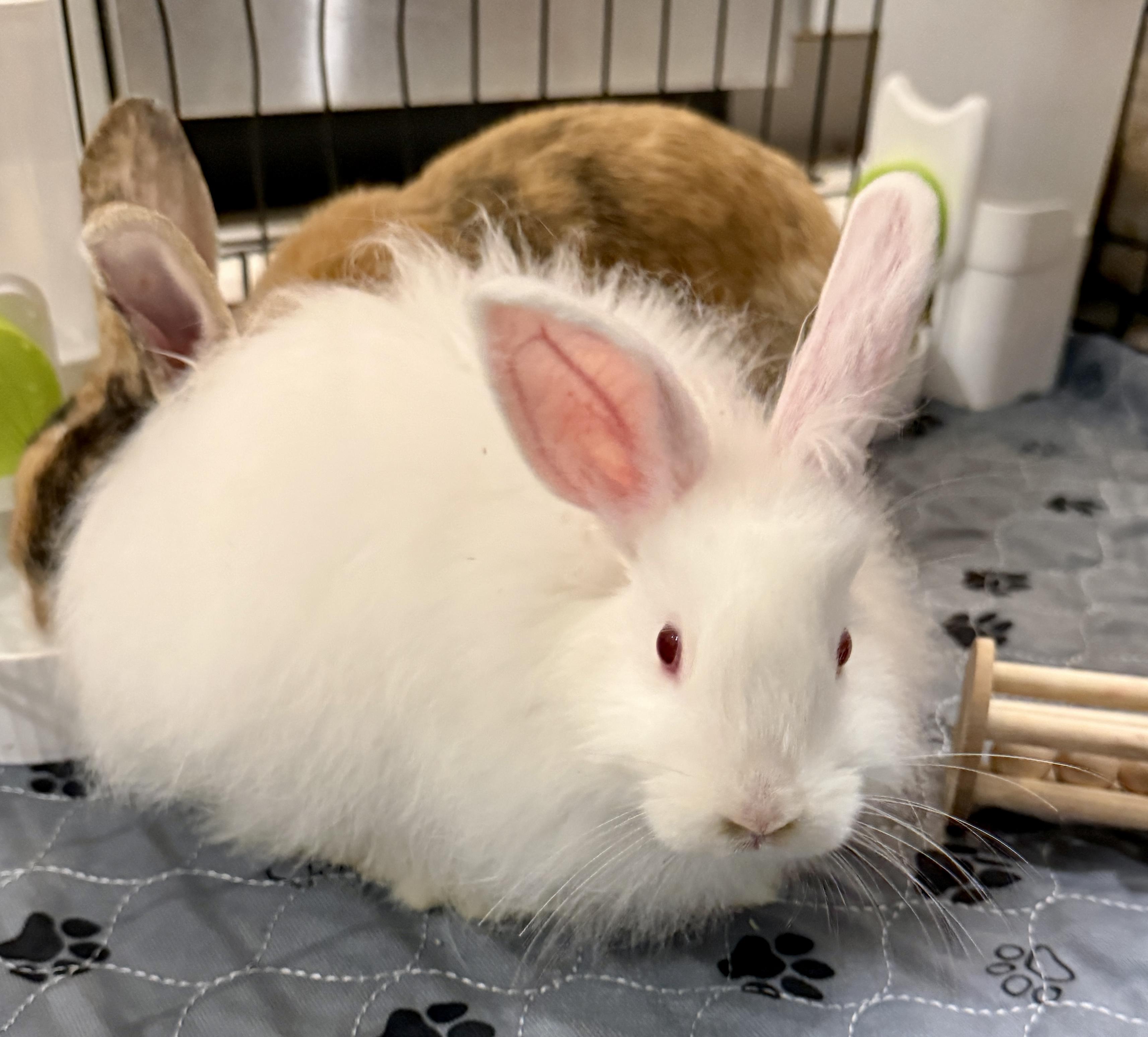 Fuzzybutt, adopted, Baby Female Angora Rabbit.