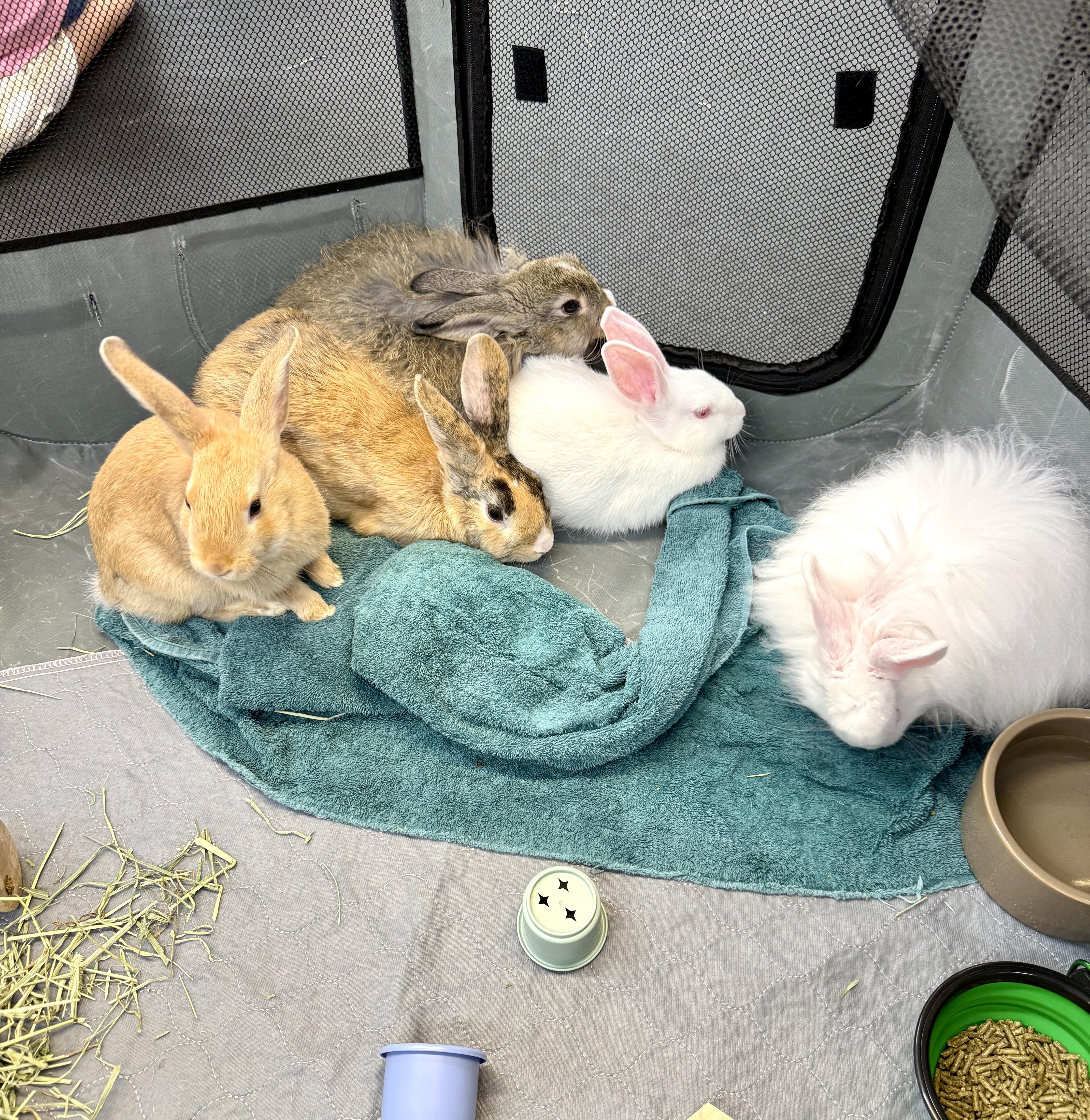 Enlarge Fuzzybutt, an adopted Angora Rabbit in Navarre, FL image 2/2