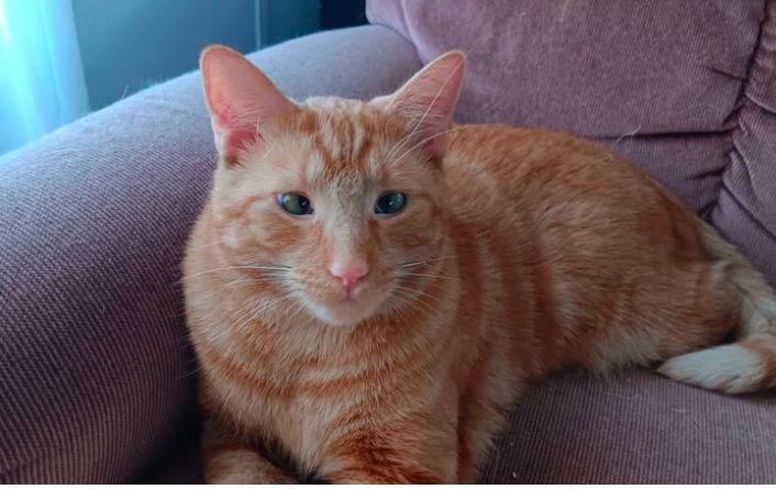 Enlarge Peatches, a Adoptable mixed breed in Walled Lake, MI image 1/3