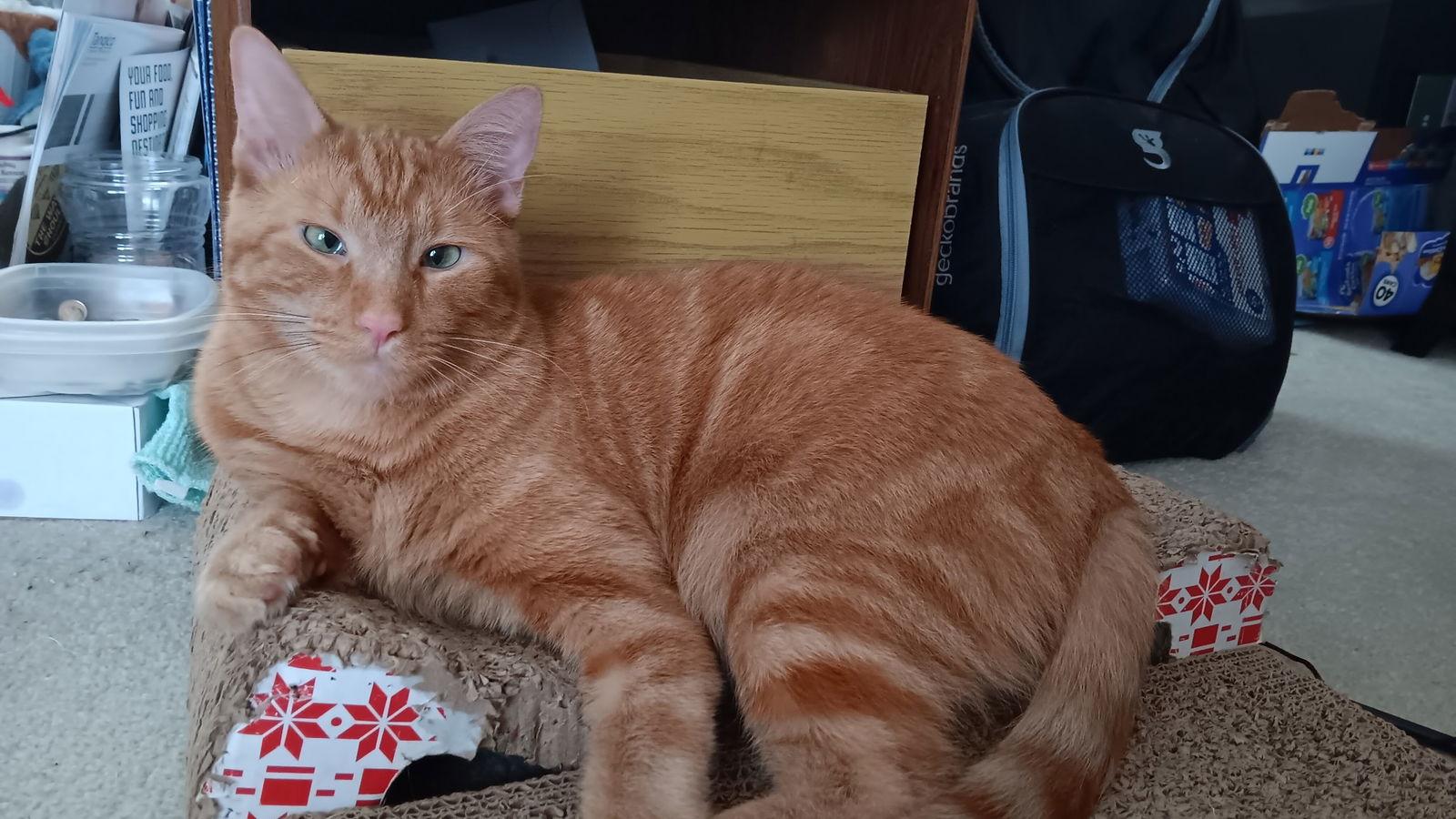 Enlarge Peatches, a Adoptable mixed breed in Walled Lake, MI image 2/3