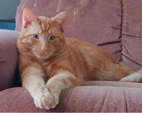 Enlarge Peatches, a Adoptable mixed breed in Walled Lake, MI image 3/3