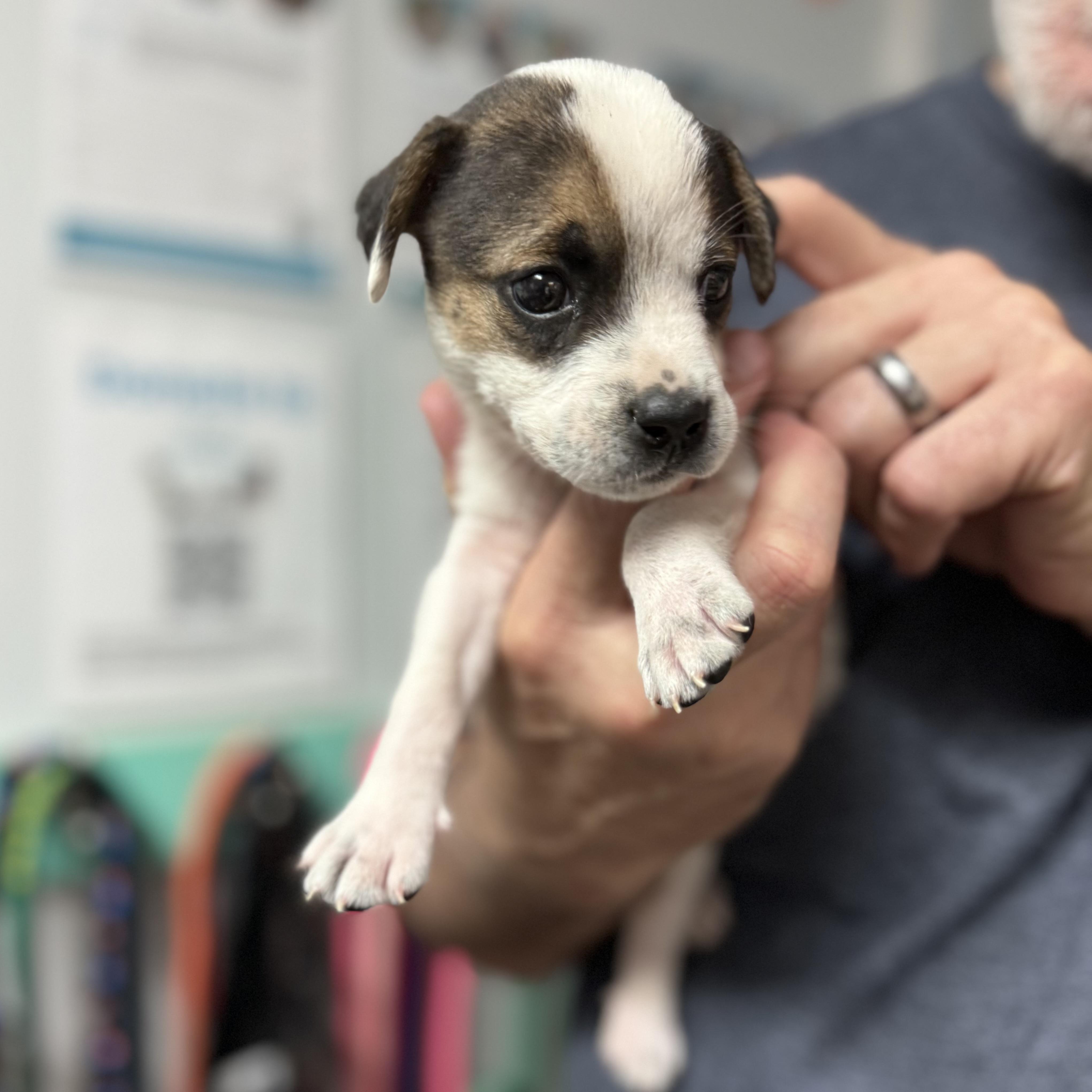 Enlarge Panda Bear, an adopted Mixed Breed in Boothbay, ME image 3/3