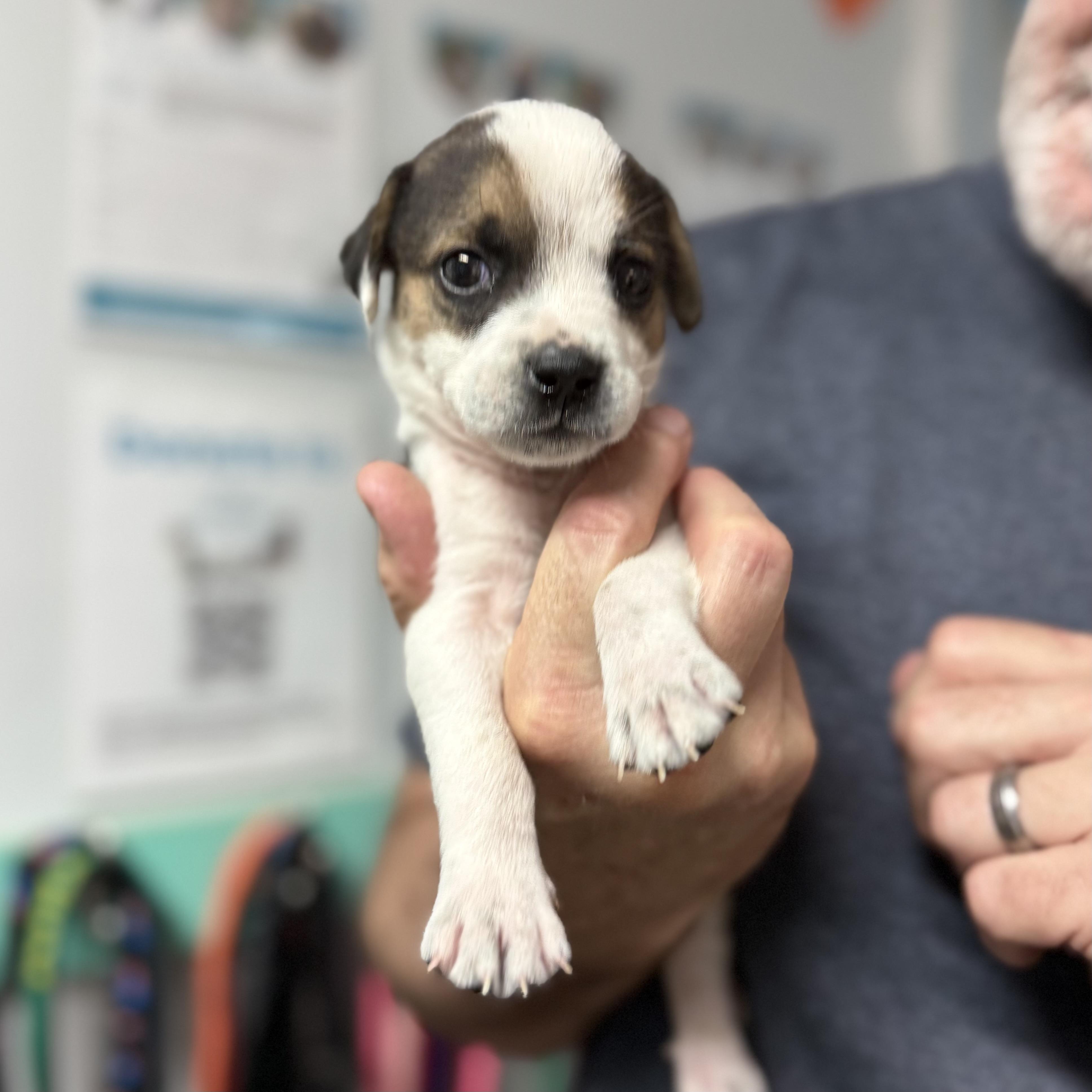 Enlarge Panda Bear, an adopted Mixed Breed in Boothbay, ME image 2/3