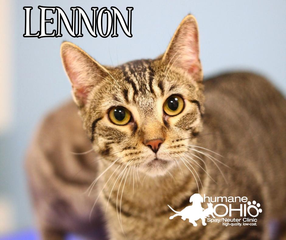 Lennon, Adoptable, Young Male Domestic Short Hair.
